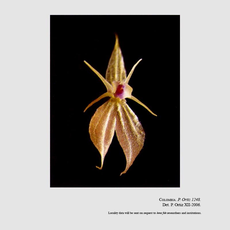 Lepanthes debedoutii